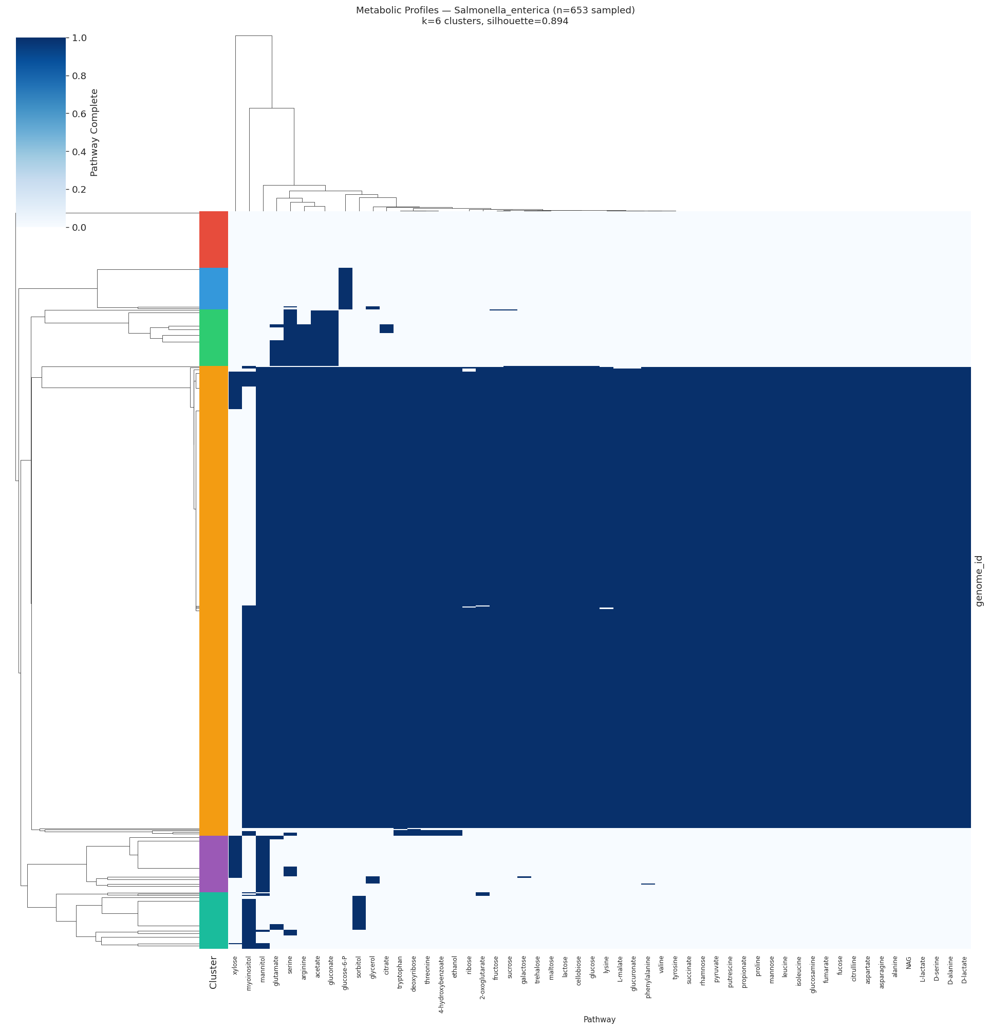 Salmonella enterica metabolic profile heatmap