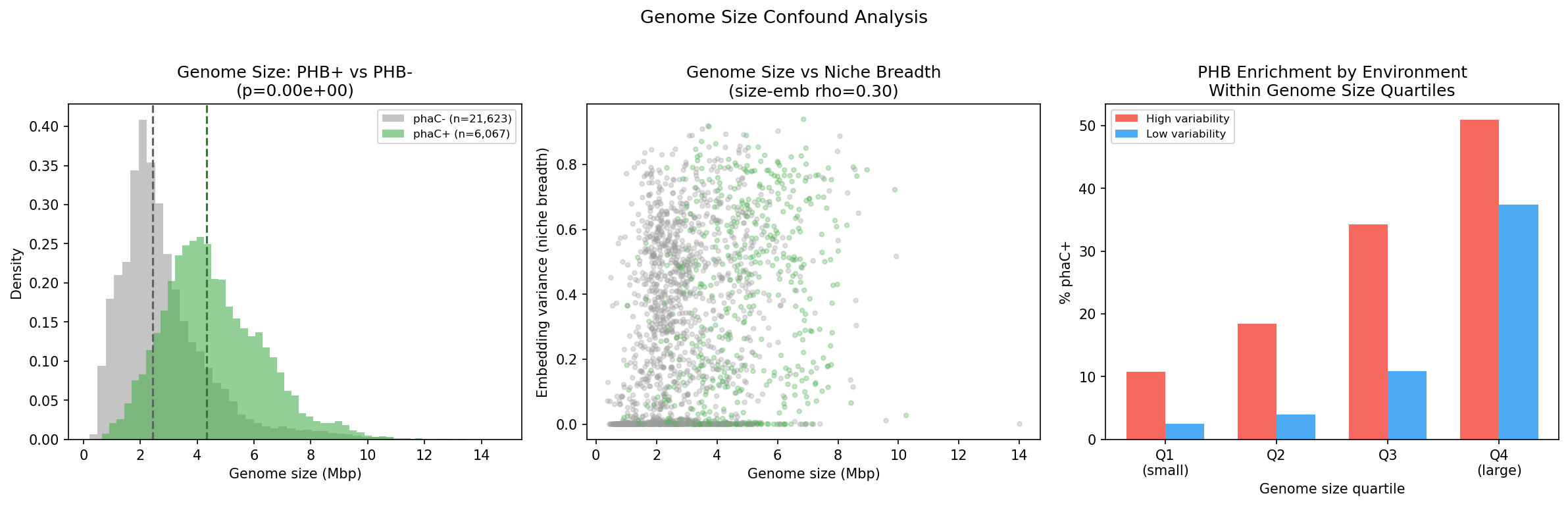 Genome size confound analysis: size distributions (left), size vs niche breadth colored by PHB status (center), and PHB enrichment by environment within genome size quartiles (right)